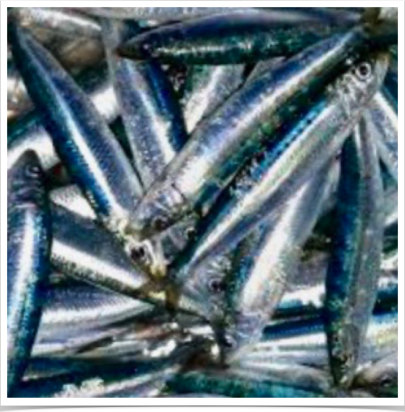 The Westerm Mediterannean hosts important commercial fisheries, such as  sardines. Others incl. albacore. bluefin tuna, hake are threatened.
